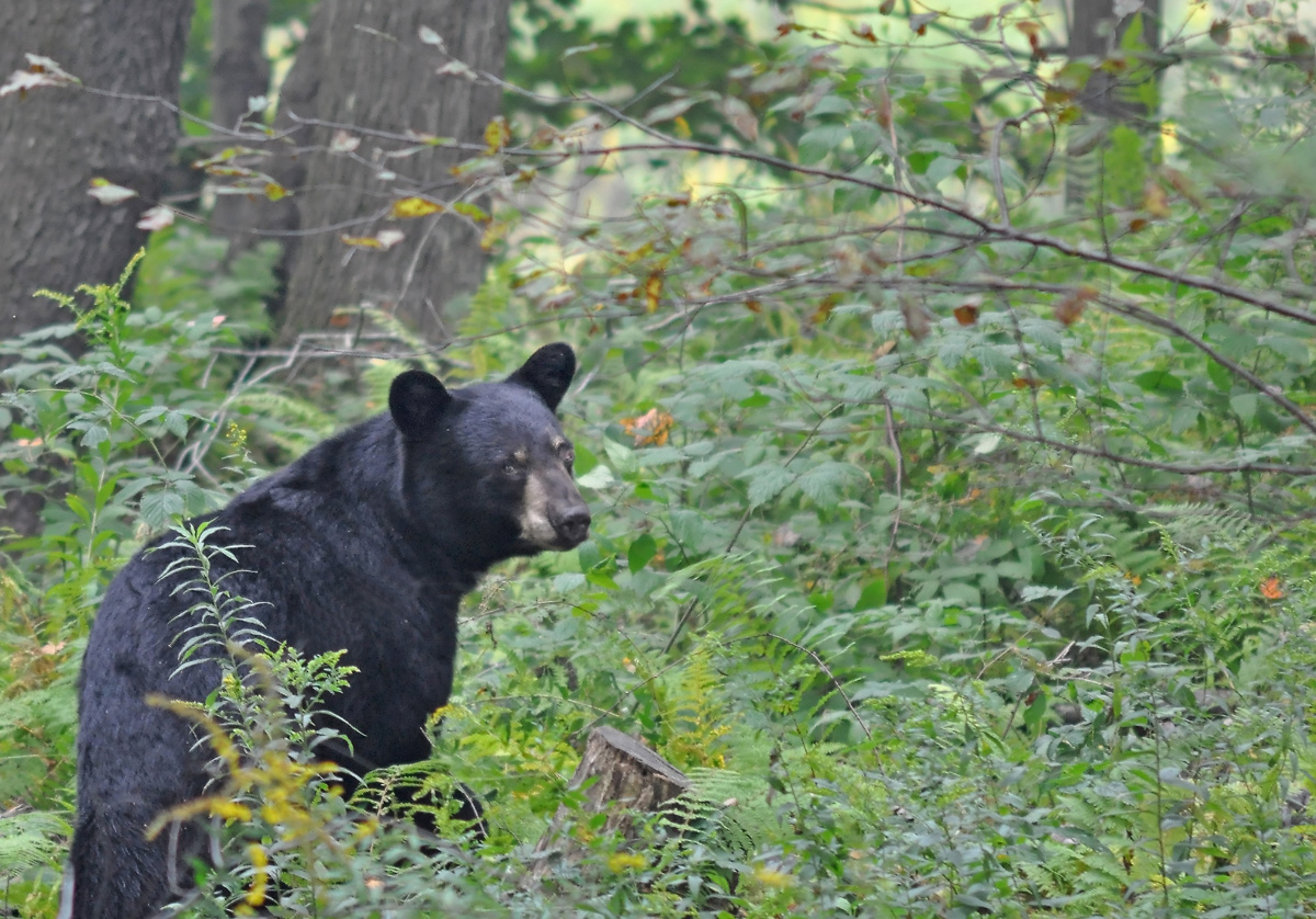 Black Bear hunting endless mountains