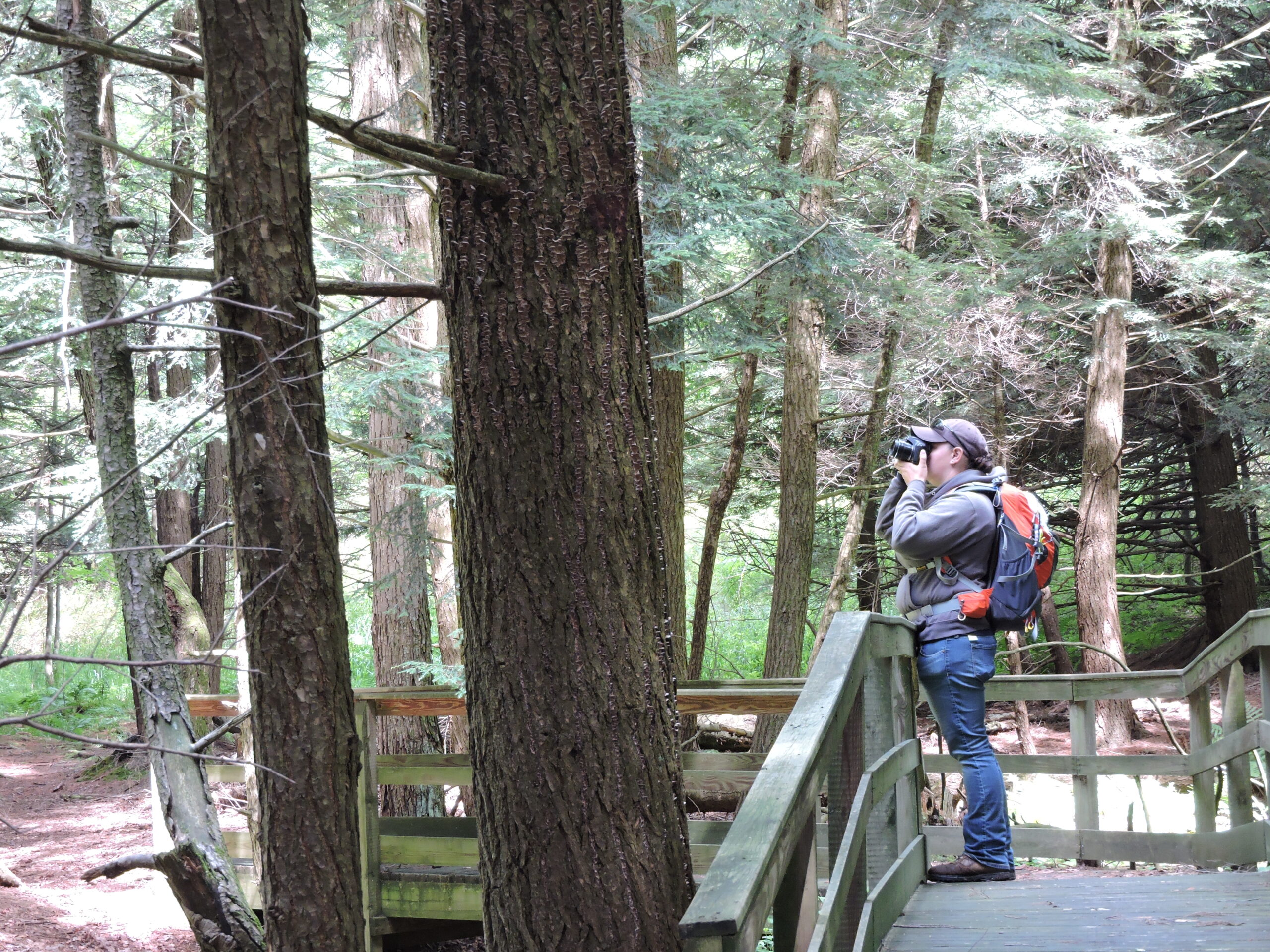 Hiking Florence Shelley Preserve Susquehanna