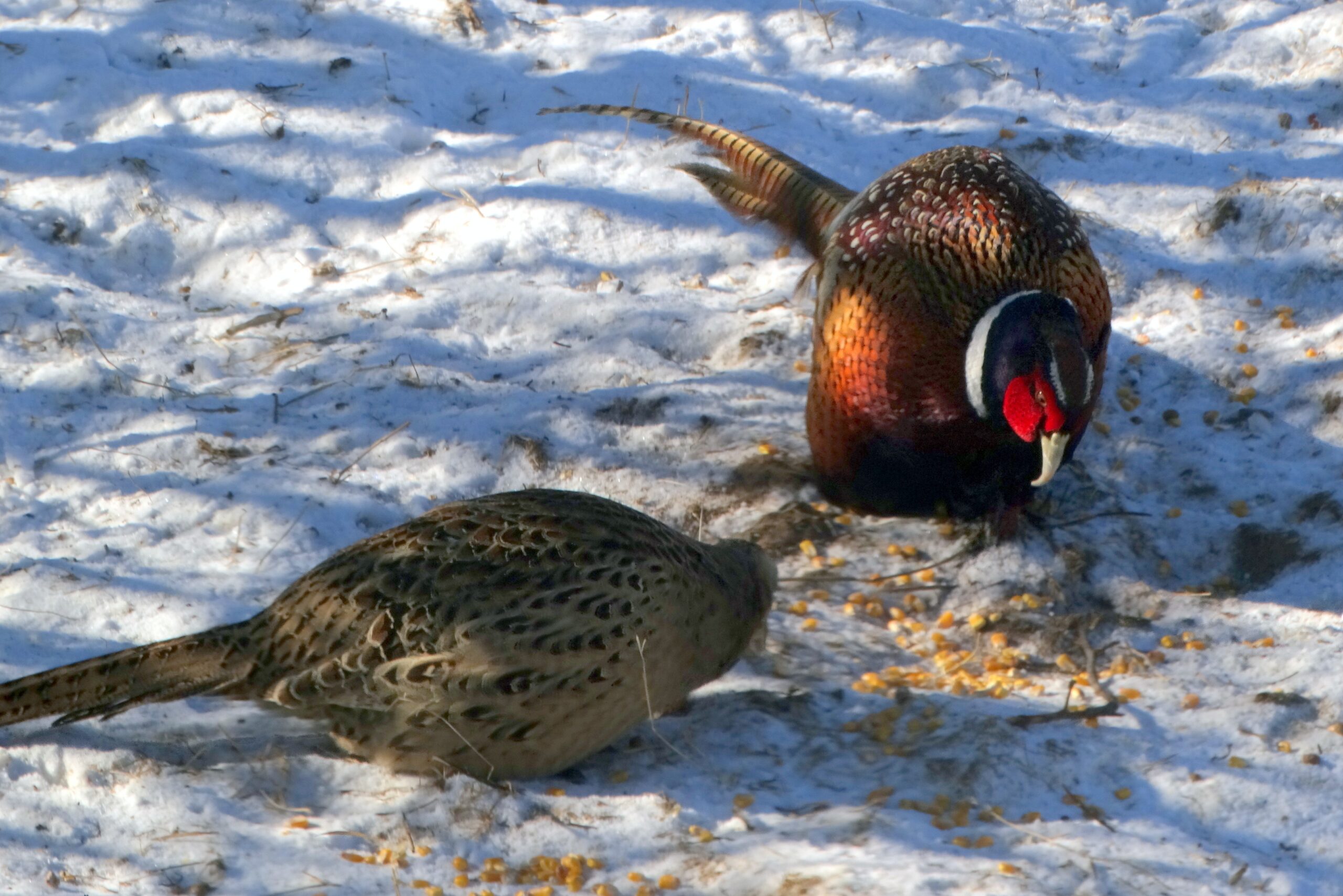 Pheasant hunting endless mountains