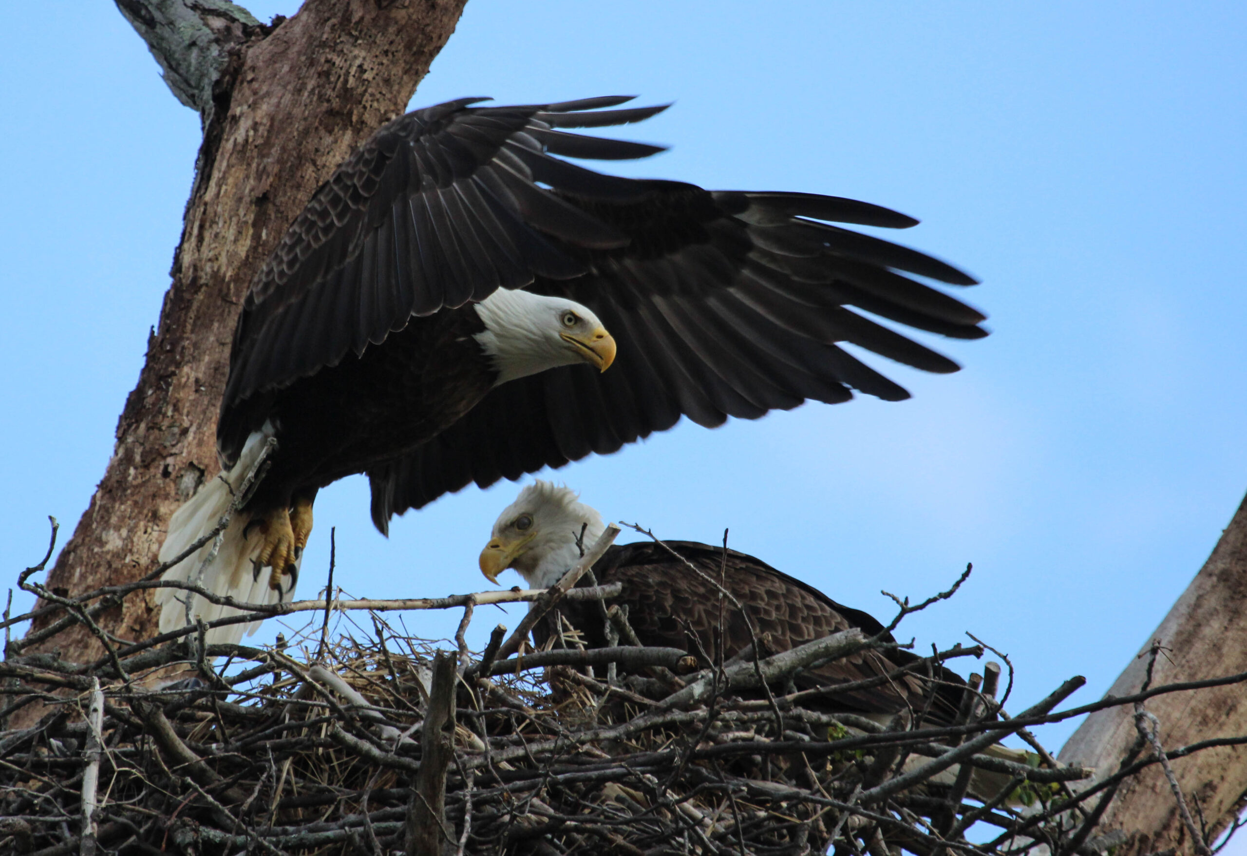 bald eagles endless mountains