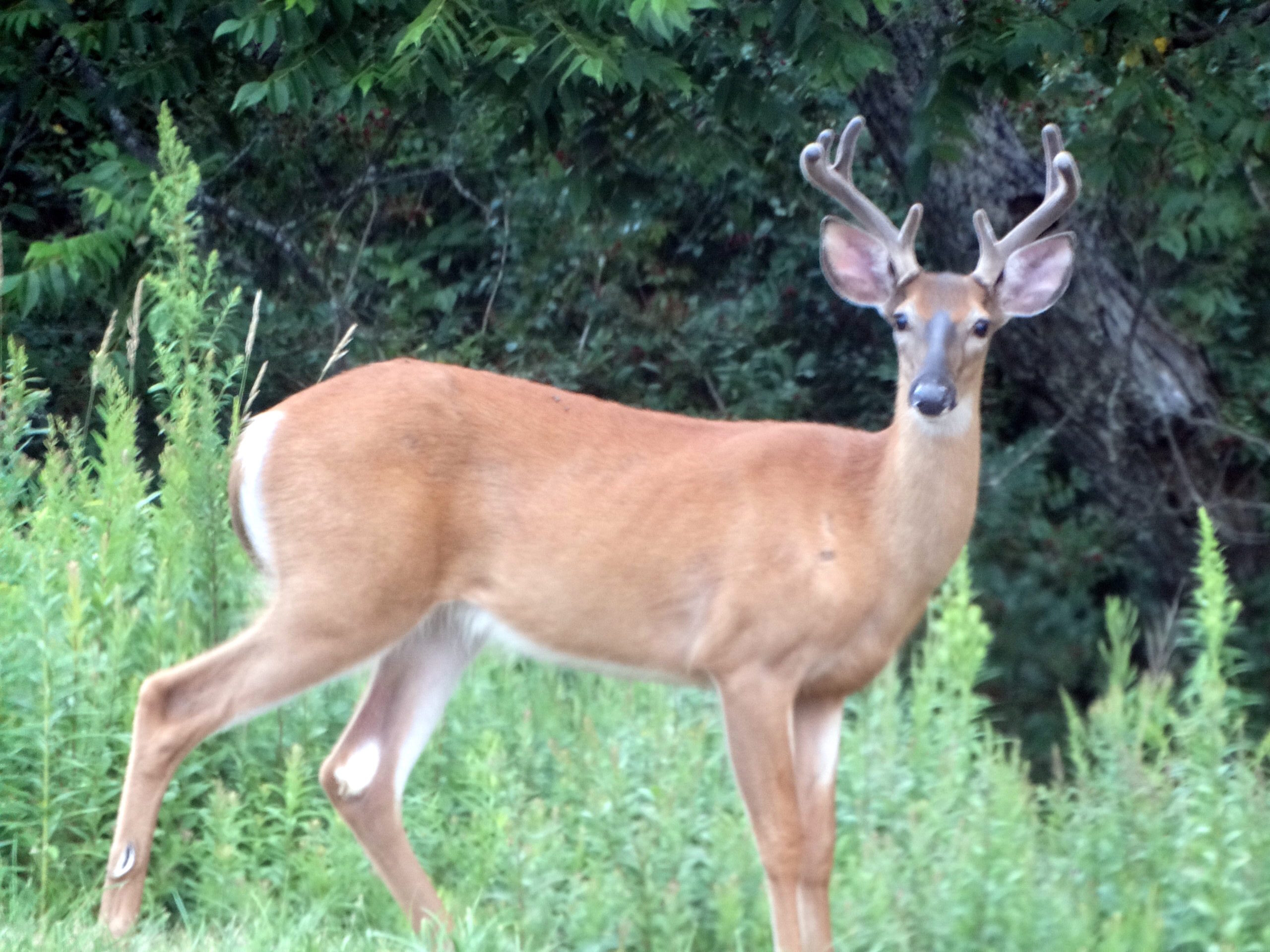 deer hunting endless mountains